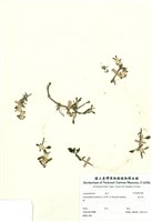 藏品(蓮子草)的圖片